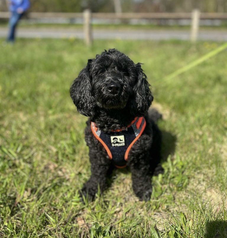 Steph Caswell tweet media