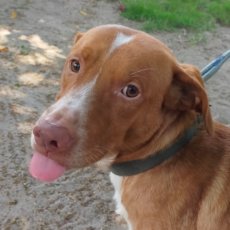thisisntcris's tweet photo. @itsQuintella Travis our dog meme lord https://t.co/qDeIZT6Kzv