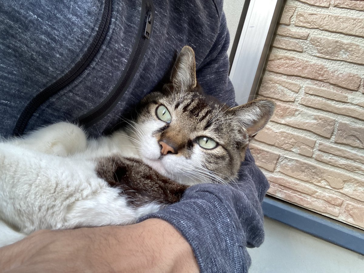 kintorepanman's tweet photo. 今日の撫で猫🐱 https://t.co/GiGbTCCs3Z