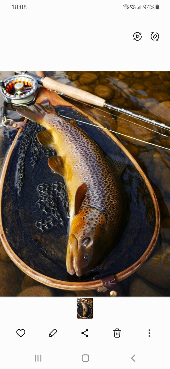 Paul Procter FlyFish (@paulprocter) on Twitter photo Took the <a href="/Hardy_Fishing/">Hardy Fishing</a> LL 9'9" #3 for a stroll today along with the Eden-made net. A raging gale and bright sun saw off any hope of a hatch. However, stumbled across this handsome beast 'smutting' in a back eddy...all hale the humble midge! #dryfly #galeforce #blustery #outdoors Took the <a href="/Hardy_Fishing/">Hardy Fishing</a> LL 9'9" #3 for a stroll today along with the Eden-made net. A raging gale and bright sun saw off any hope of a hatch. However, stumbled across this handsome beast 'smutting' in a back eddy...all hale the humble midge! #dryfly #galeforce #blustery #outdoors