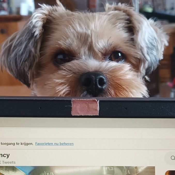 Nancy on Twitter "Lady Gypsy Ricky 🥰 rickygervais"