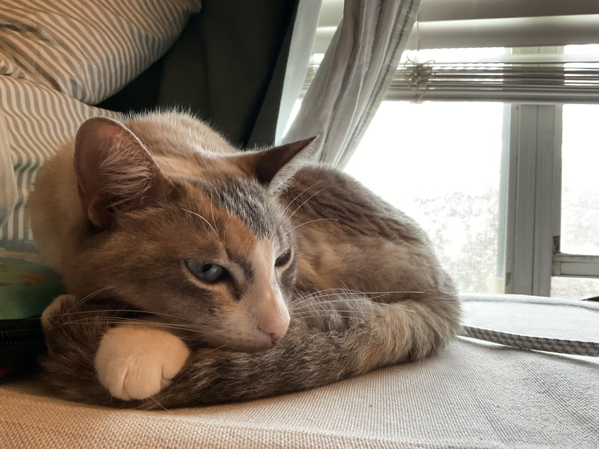 The Schubey on Twitter "I want chicken I want liver meow mix meow mix