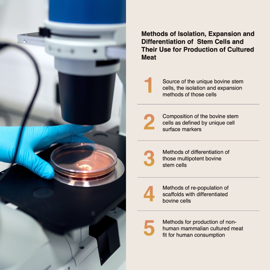 We're proud to be advancing the field of cultivated meat production by employing our innovative stem cell technology for the creation of sustainable and delectable cultured meat. Our scientific approach encompasses the following methods:

➡️Identification, isolation, and