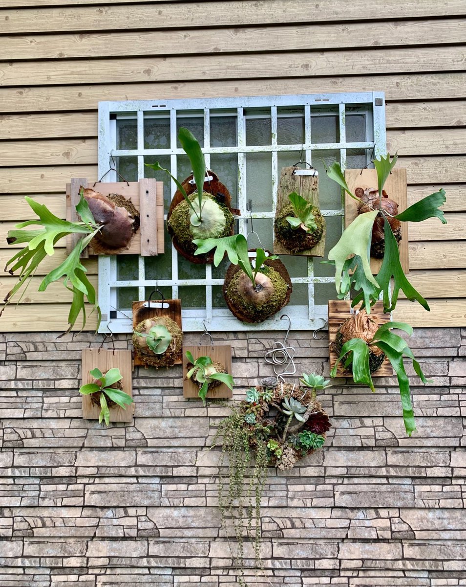 Milygo_W's tweet photo. 小屋窗外的 鹿角蕨
慢慢萌芽 漸漸茁壯 https://t.co/LyVDACiKNT
