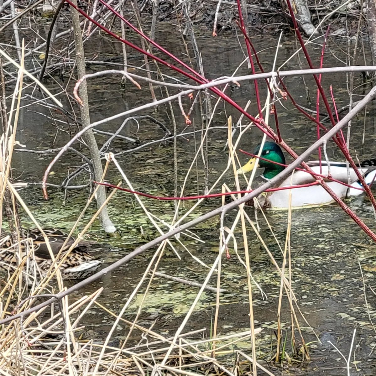 Ingrid Mitchell tweet media