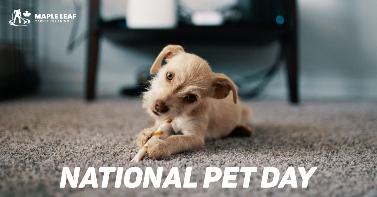 Happy National Pet Day! 🐾

Our furry friends bring joy to our lives, but they can also leave behind some not-so-joyful messes on your carpet.

Schedule a carpet cleaning appointment now! 

#NationalPetDay #PetLovers #CleanHomeHappyPets #YegPets #YegLife #YegCarpets #MapleLeaf