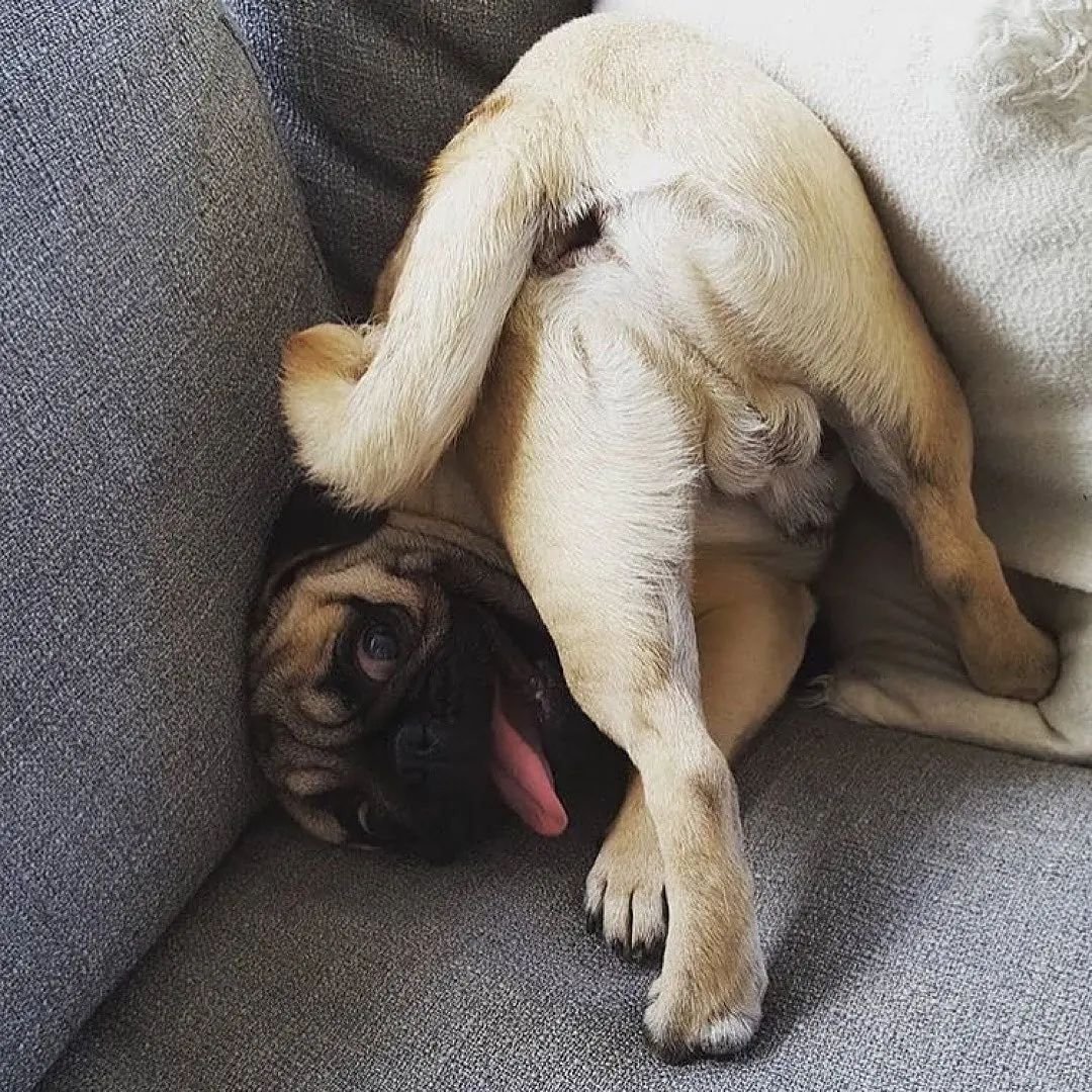 Dinky Pug tweet media