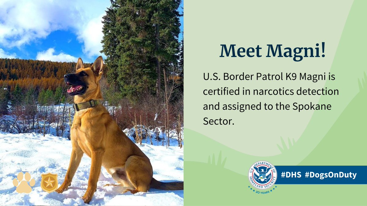 🐾 Meet Magni, a <a href="/CBP/">CBP</a> #K9 certified in narcotics detection assigned to #Spokane Sector. 

We are grateful for our working K9s, which are a critical part of our DHS mission to protect our homeland. #DogsonDuty #NationalPetDay