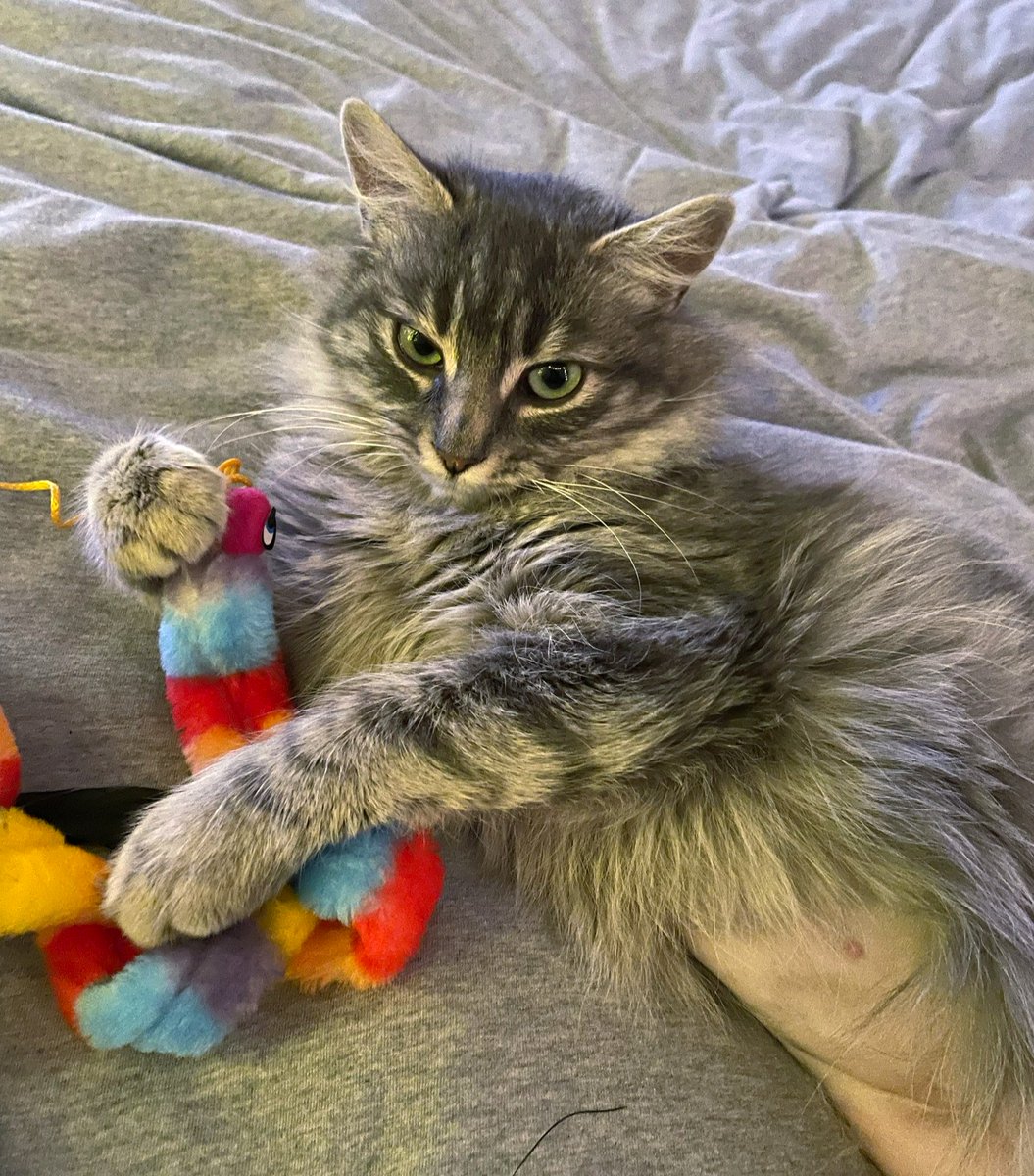 Happy #NationalPetDay! 🐾 There's no better feeling than when our shelter animals become members of the family. To celebrate, here's an update on Bella, adopted in Jan! Her pawrent says that "she's really funny and...obsessed with worm toys, laser pointers, and shoelaces." 😂🥰