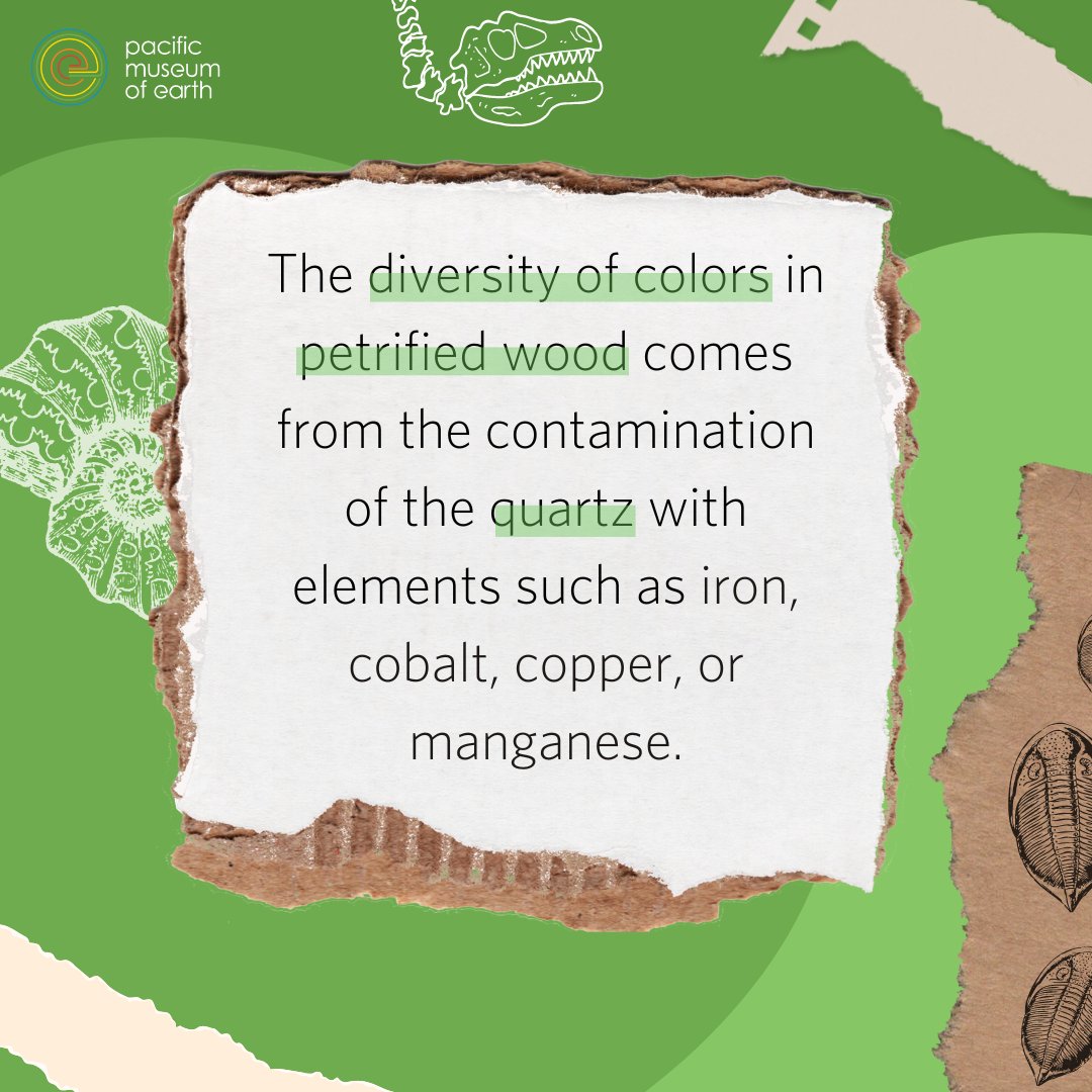 PMEUBC's tweet image. NEW EXHIBIT ALERT Have you checked out PME’s new petrified wood exhibit yet? The colour wheel isn’t even the best of it… 🪵
#museumed #fossilcollector #sciencematters #museumgram #sciencelife #naturalscience #geoscience