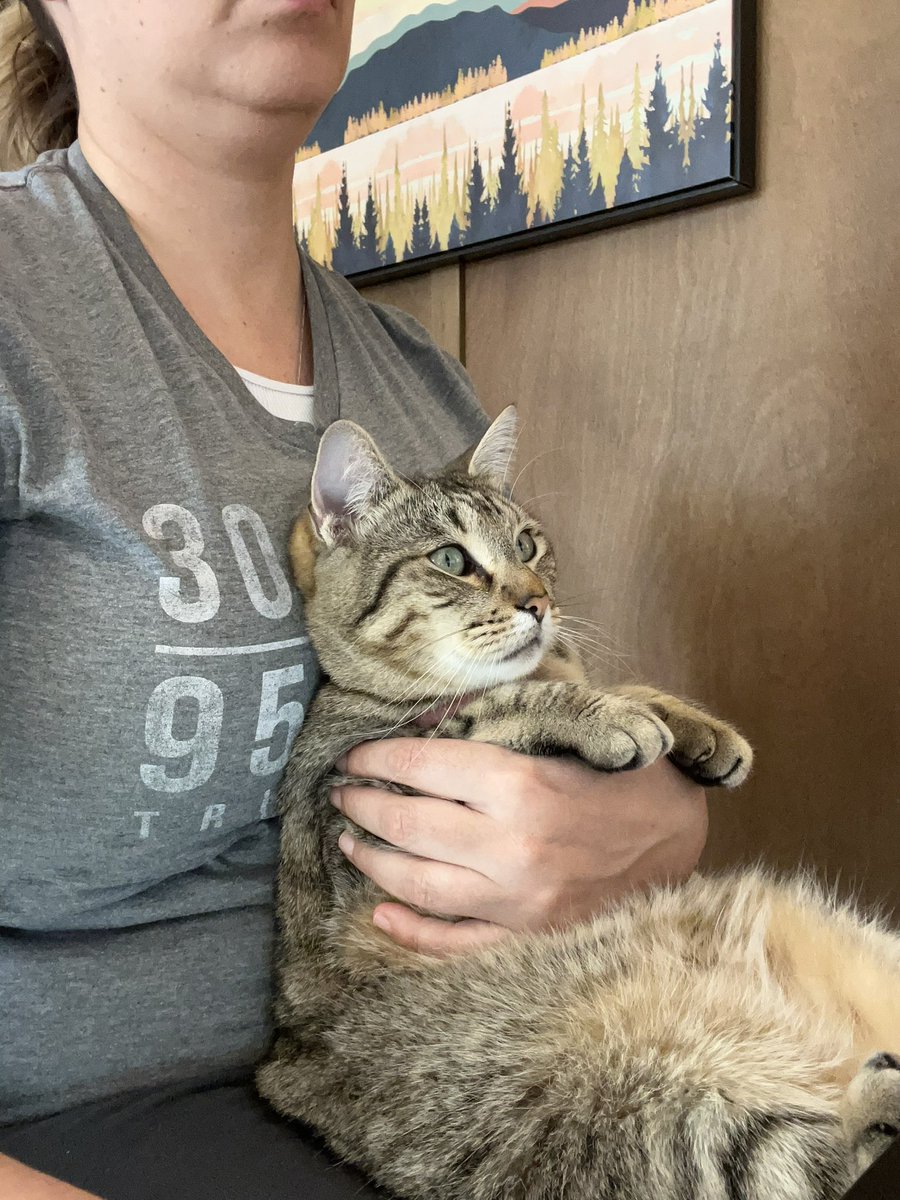 When you’re still working but have to hold the cat so he doesn’t sneak outside while hubby is going in and out. He’s just chillin. #LifeAtATT