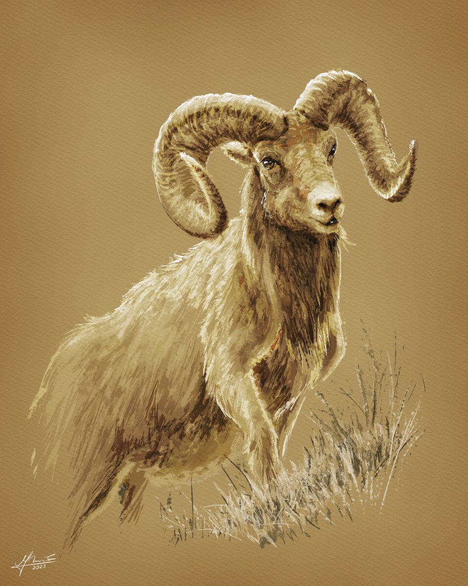 Bighorn Sheep Ram
#creatureartteacher #bighornsheep #sheep #ram #aries #commissionsopen #painterly #sumie #watercolorart #sumiepainting #animalart #animalartist #inkart #creatureart #nature_of_our_world #sketchart #wildlifeart  #animalportrait #characterart #watercolorpainting