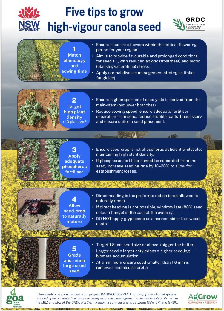 Grow & retain your own canola seed? Here’s the key take home messages from the @GRDCNorth project to improve production of grower retained seed. If you missed the webinar, see link below 👍.