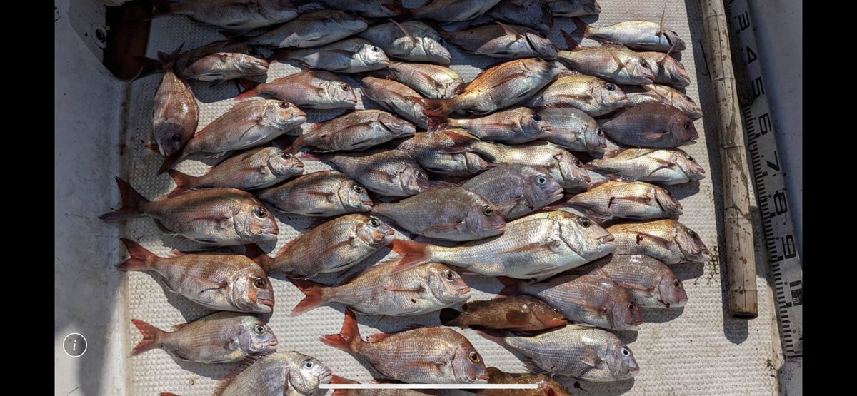 早朝から出て釣りすぎた
とりあえず周りに配って寿司でも握るか