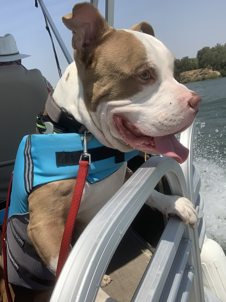 Elizabeth Zelidon tweet media