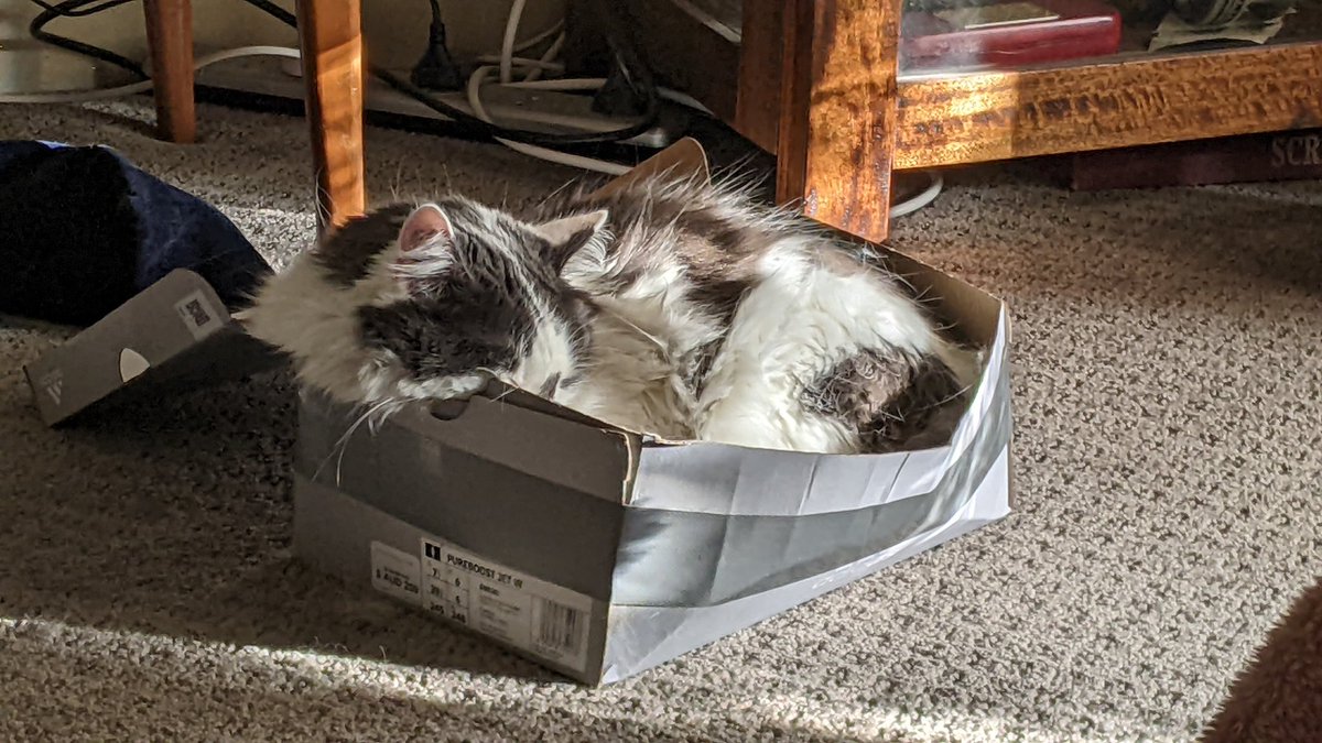 beanieslounge's tweet photo. Favourite place to nap, an old taped up shoe box 
#Favorite #shoebox #CatsofTwittter #Cat #CatsOnTwitter #Naptime https://t.co/291HbDeoHq