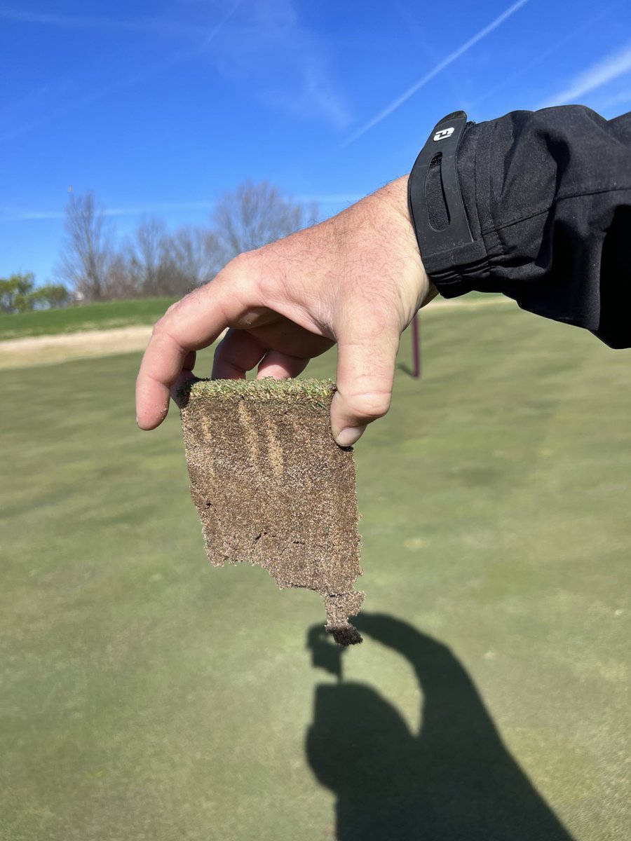 Roots diving on predict N model!  ⁦<a href="/Cutler_A4/">Cutler Robinson</a>⁩ ⁦<a href="/GE_Turf/">Chris Appel</a>⁩ ⁦<a href="/FloratineFoliar/">Floratine</a>⁩