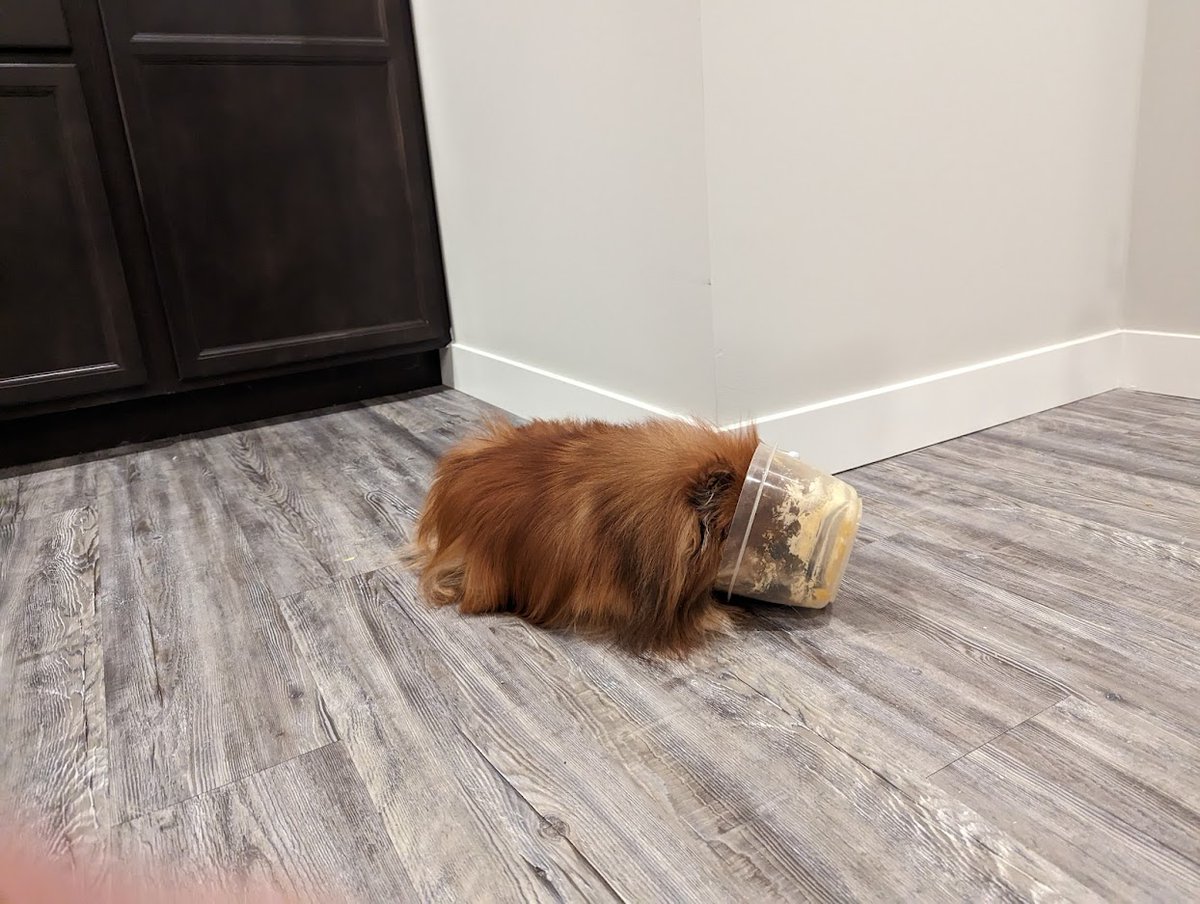 AlexEdCarter's tweet photo. Please feel free to share the survey so we get more results.

Pics unrelated, just wanted you to stop your scroll for a second and my dogs are adorable https://t.co/MDdDxFybts