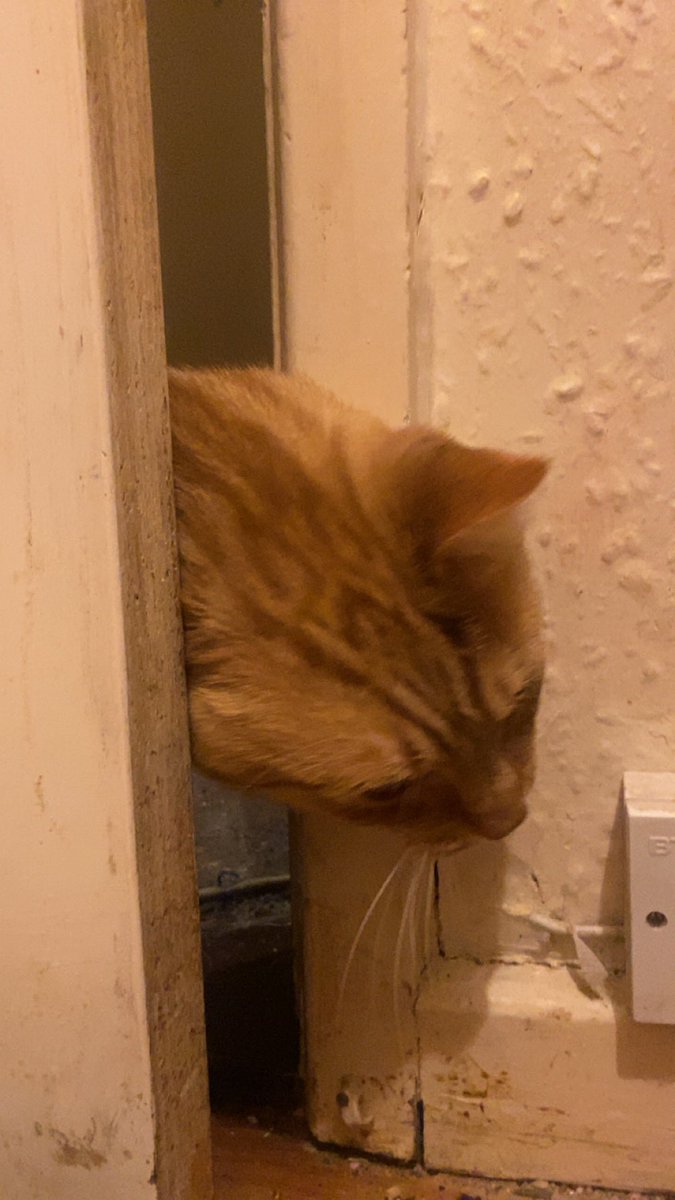 babscrushin's tweet photo. here we see the wild fred trying (and succeeding) to enter megs habitat https://t.co/fy0NBe3Xfj