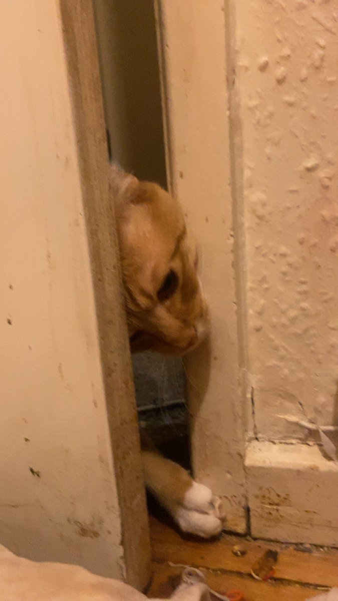 babscrushin's tweet photo. here we see the wild fred trying (and succeeding) to enter megs habitat https://t.co/fy0NBe3Xfj