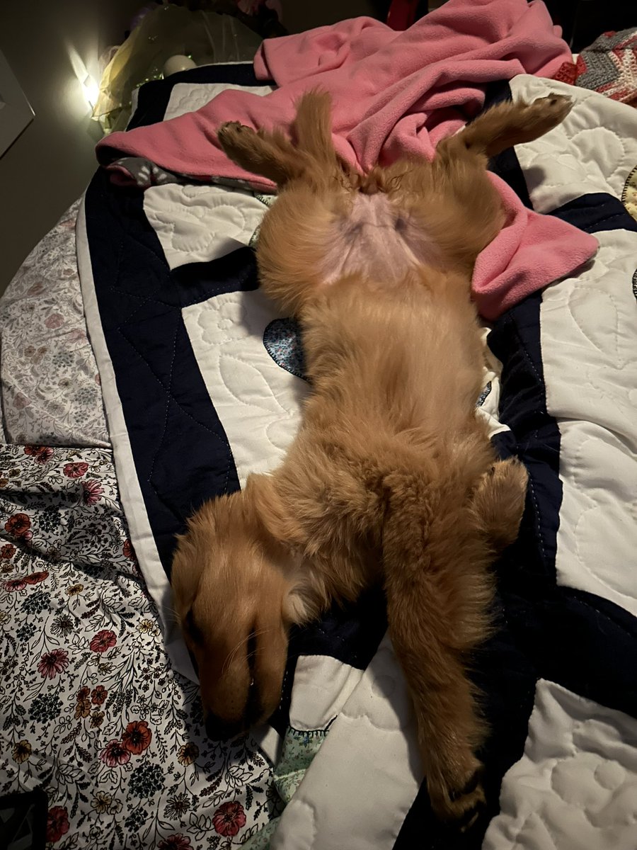 Nation pet day?! Don’t mind if I do! Little Lady 🌝 #NationalPetDay