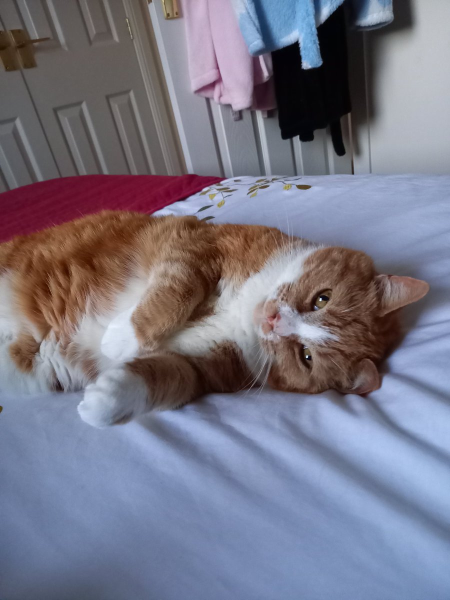 Drum Brae Bus Stop (@drumbraebusstop) on Twitter photo <a href="/CP_Perth/">Cats Protection Perth & Kinross</a> These furry guys don't live in the bus stop of course but have adopted the family 🙂 Please meet Malcolm and Ginger! <a href="/CP_Perth/">Cats Protection Perth & Kinross</a> These furry guys don't live in the bus stop of course but have adopted the family 🙂 Please meet Malcolm and Ginger!