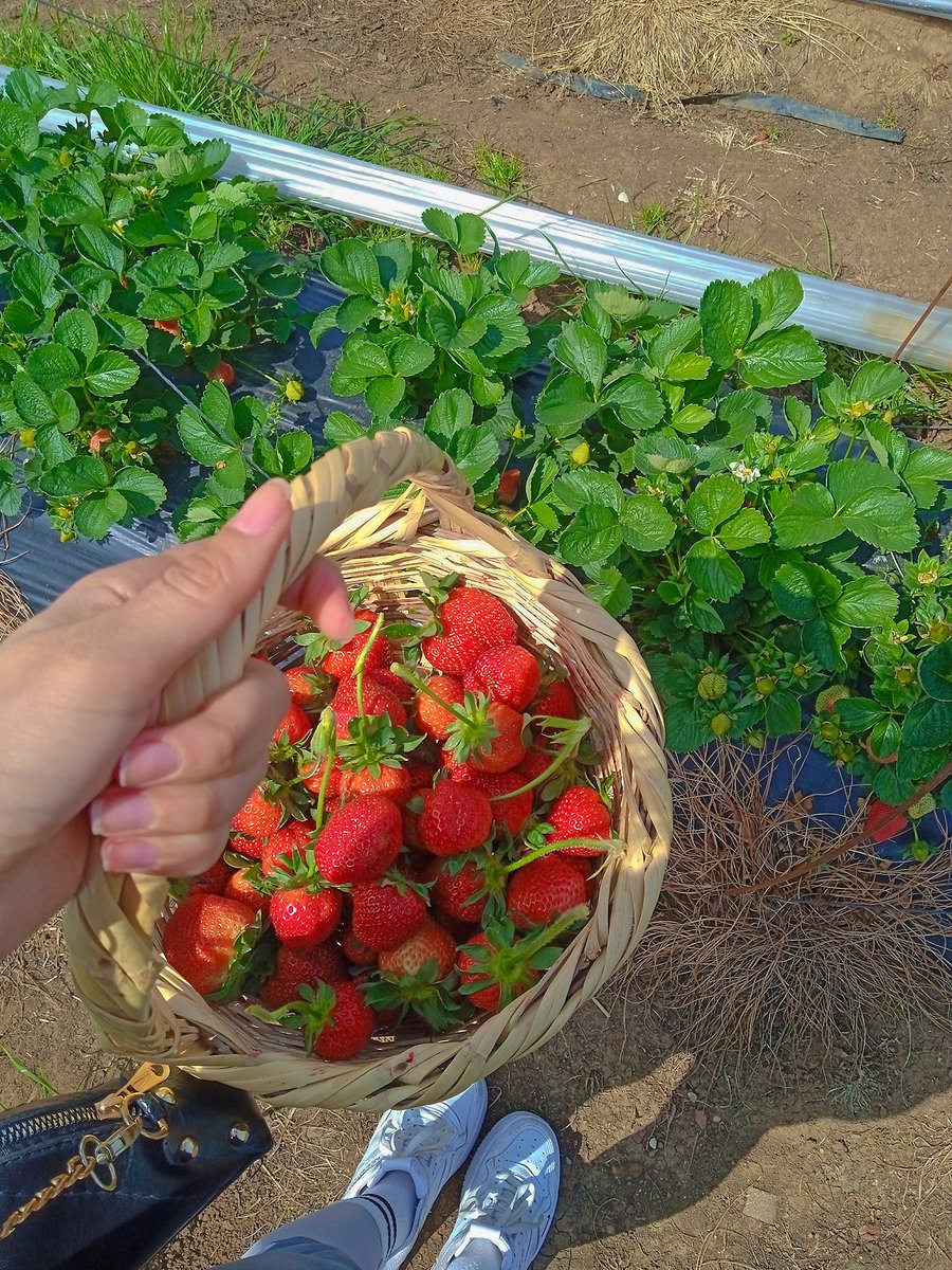 Bakın ne topladım 🍓🥰