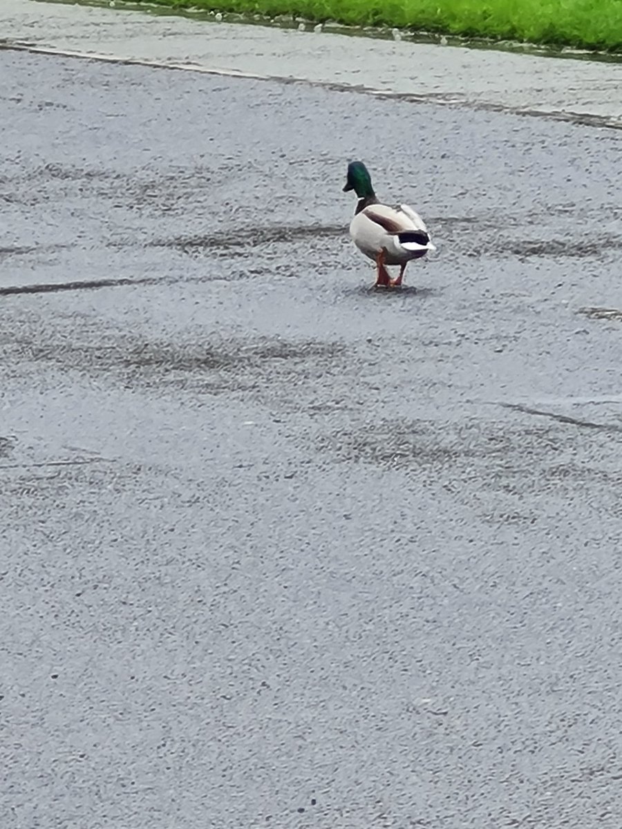 HolohanZoe's tweet photo. Exciting times in Phoenix Park, awaiting Biden. Lots of patient smiling gardai hanging out in the rain. Otherwise it was just me and eh my duck going for a gander (kid you not, the duck stuck with me for 5 mins walk) Perfect weather for π¦π¦ #featherbrained https://t.co/IBJzhRrJfx