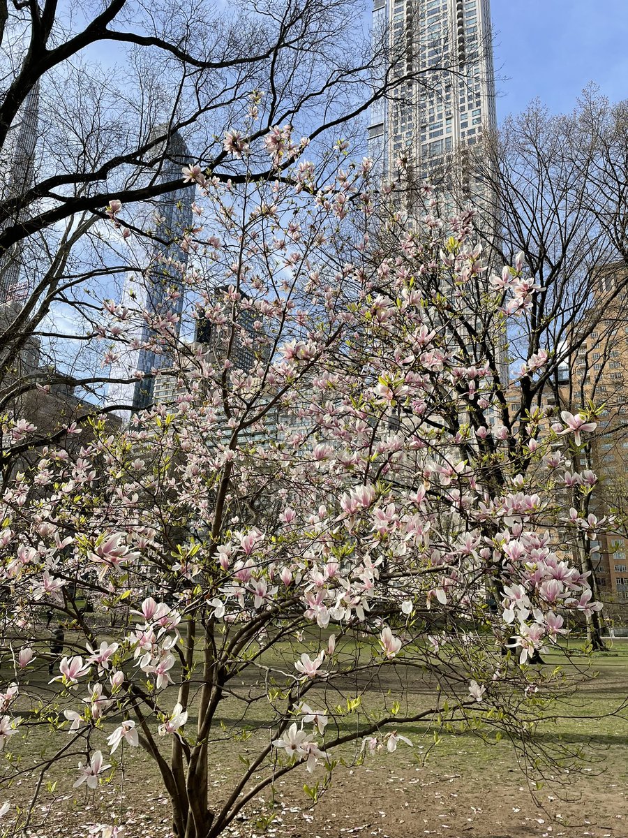 🌺 New York 🌺