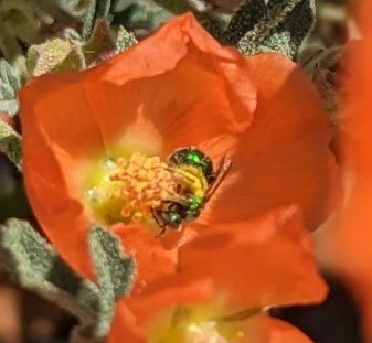 mccoshsm's tweet photo. Golden sweet bees, ligated furrow bees, and globemallow Calliopsis bees are hard at work in the native plants garden today. Photos of bees on flowers can help researchers learn more about foraging and plant associations. Get out and science @inaturalist #LunchBreakScience https://t.co/3UlhxNtZn9