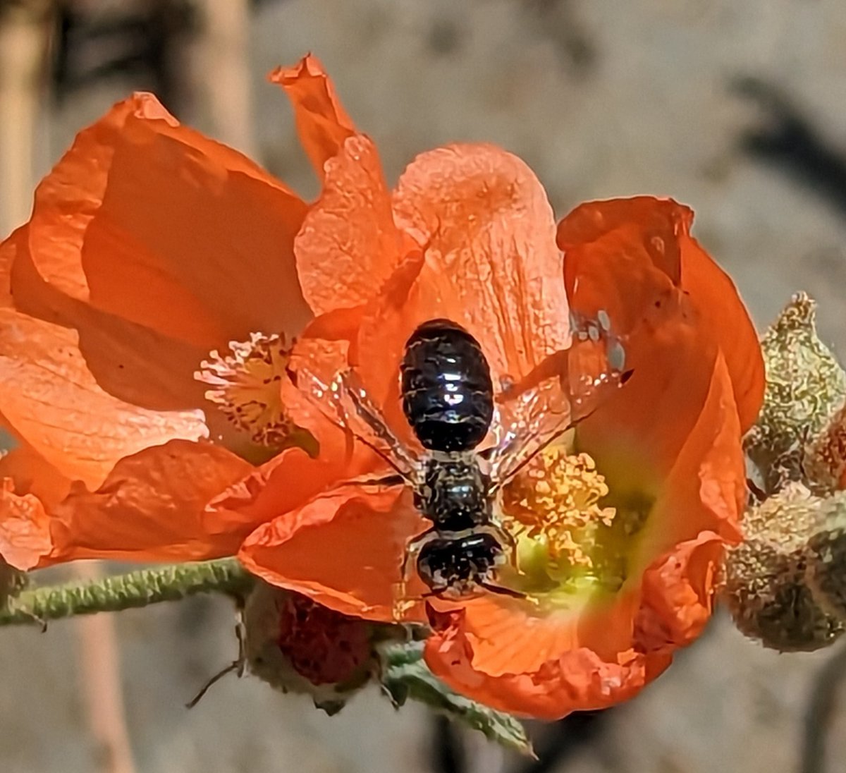 mccoshsm's tweet photo. Golden sweet bees, ligated furrow bees, and globemallow Calliopsis bees are hard at work in the native plants garden today. Photos of bees on flowers can help researchers learn more about foraging and plant associations. Get out and science @inaturalist #LunchBreakScience https://t.co/3UlhxNtZn9