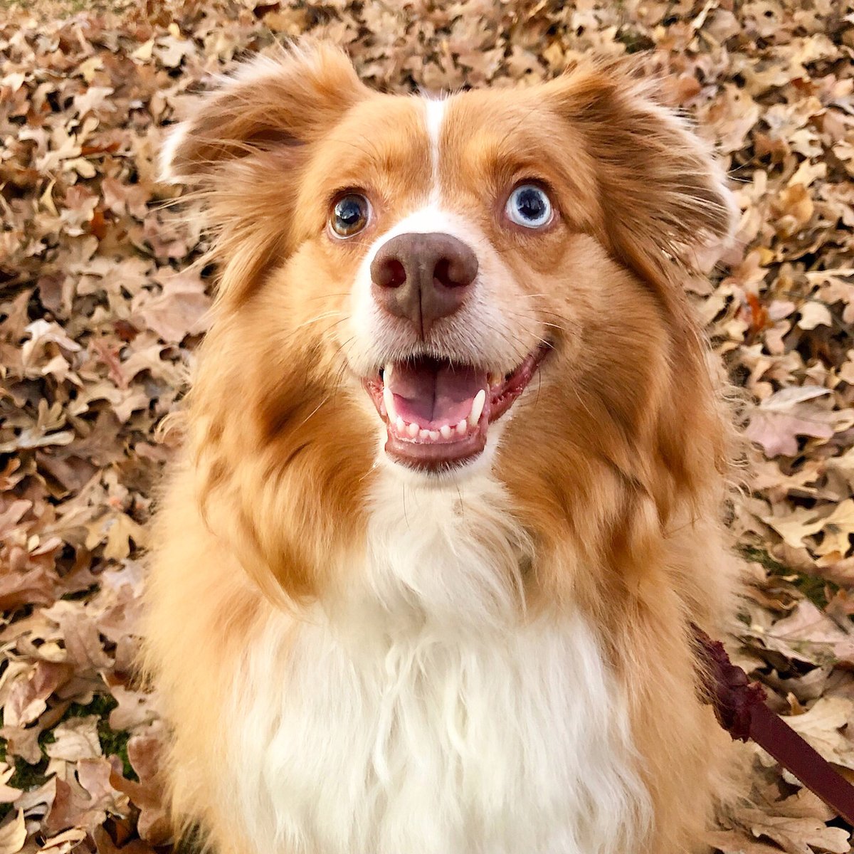 Phyllis Hemann tweet media