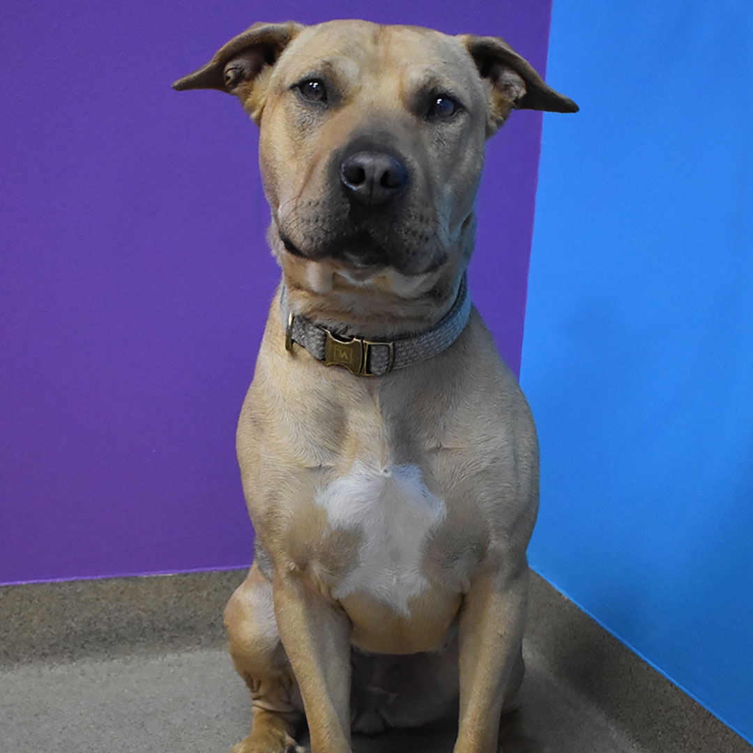 City of Aurora CO on Twitter: quot These sweet dogs are some of the many