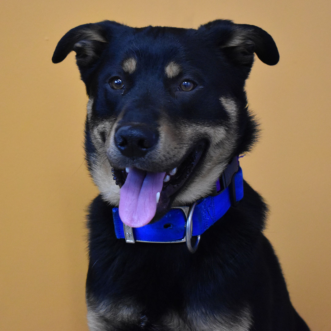 City of Aurora, CO on Twitter "These sweet dogs are some of the many