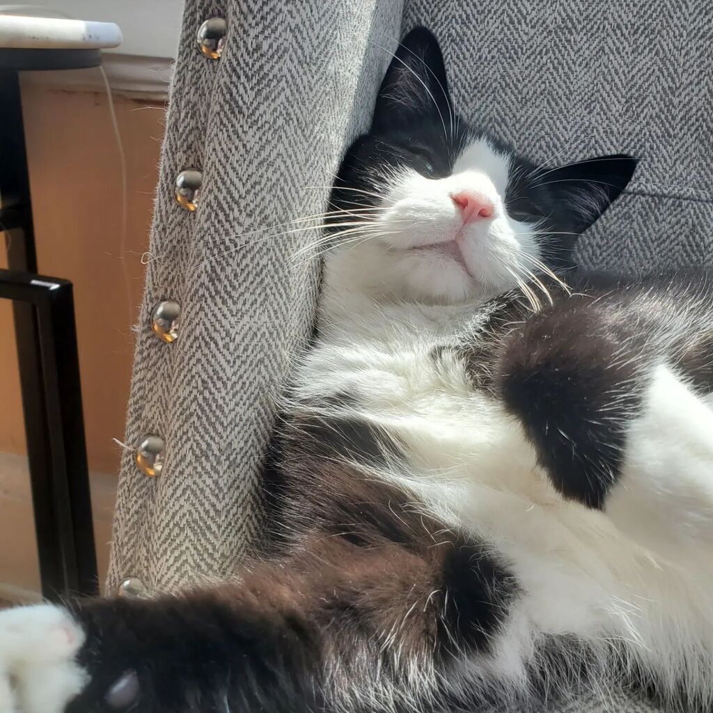 JacobPucci's tweet image. Happy #nationalpetday to these two little rascals 🐱🐱 instagr.am/p/Cq56OtsuMlk/