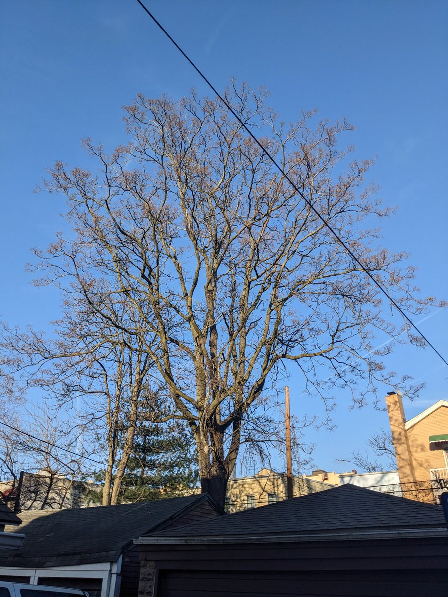 JustPaulaF's tweet photo. @nyc311 
Tree on my neighbor's property, a Chinese Sumac. Used binoculars - it is covered in HUNDREDS of #LanternFly egg sacs. When hatching soon, there are so many it will devastate a large swath of #WoodsideNY and #SunnysideNY. PLEASE HELP! Owner doesn't care. #Queens #NYC https://t.co/XPoKEanqSr