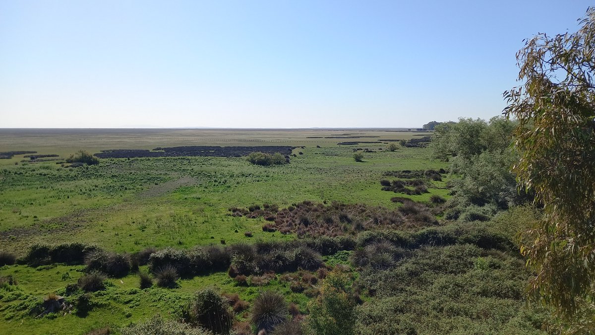 This is Doñqna marshland today. Where you see grassland, you should see flooded water at this time of the year. Meanwhile, regional politicians try to approve a new law to increase irrigation farmlands. There is not enough water for 5,000 ha of berries and wildlife, I'm afraid.