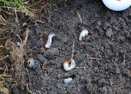 Now is the time to plan your preventative white grub programs to maximize control. Here’s how: bit.ly/3Ut8ctH ! From <a href="/EnvuGolfUS/">Envu Golf US</a>