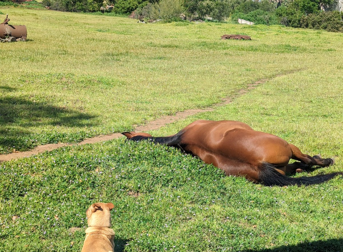 @madebygoogle #pixel7pro My rescued horse and dog enjoying the sun. #RescueDogs #rescuehorses #SanDiego #California Spring