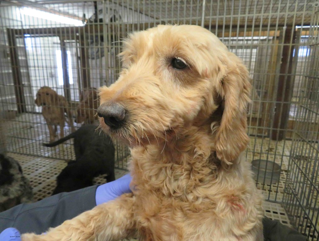 ASPCA's tweet photo. BREAKING: @USDA has suspended the license of a cruel dog breeder who has a history of violating the law! This is a great step, but we're concerned about the over 700 dogs still in the facility. We need #GoldiesAct! Sign our form on #NationalPetDay: https://t.co/q8yUr6SqQ4 https://t.co/cnHpep5XxB