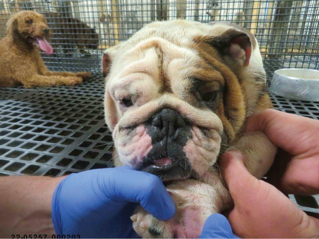 ASPCA's tweet photo. BREAKING: @USDA has suspended the license of a cruel dog breeder who has a history of violating the law! This is a great step, but we're concerned about the over 700 dogs still in the facility. We need #GoldiesAct! Sign our form on #NationalPetDay: https://t.co/q8yUr6SqQ4 https://t.co/cnHpep5XxB