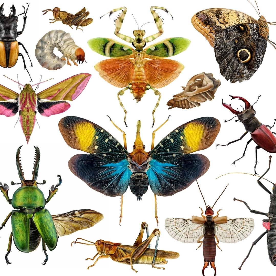 VelcroCow2's tweet image. Hi #PortfolioDay, I draw insects.