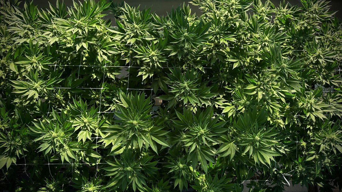 glasshouse_ca's tweet image. Earth Day is every day 💚 @tafari_micheal