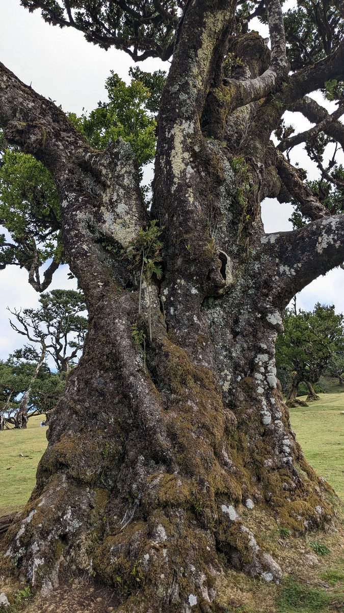 Blue skies and big chunky trunks at the Fanal Forest in #Madeira #thicktrunktuesday #laurisilva
