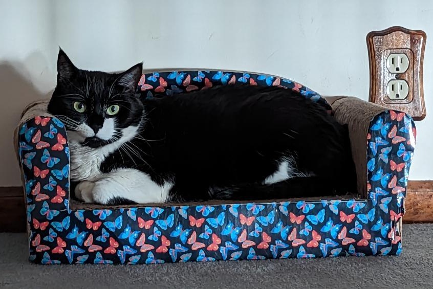 camillebonds's tweet photo. @madebygoogle My girl loves her couch/scratcher. #NationalPetDay #TeamPixel #Pixel6Pro https://t.co/4JJw23dNG7