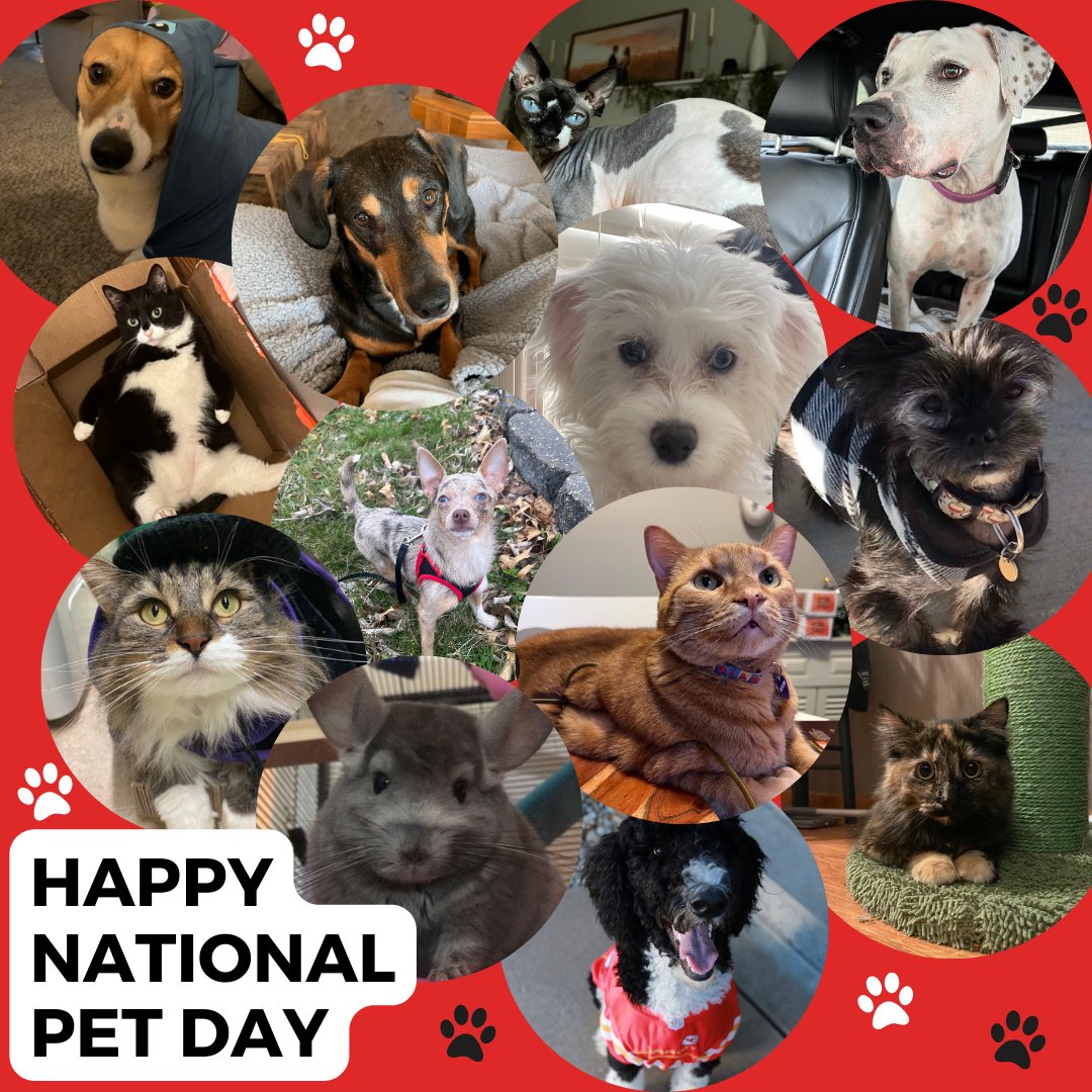 GoWithGragg's tweet photo. Happy National Pet Day from some of our furriest employees 🐶 https://t.co/rJYolRNCT1
