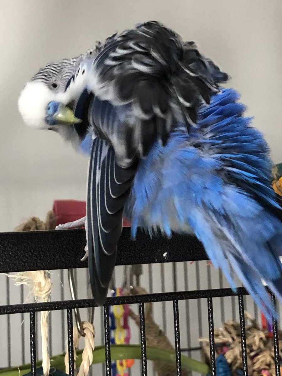 fredrickbudgie's tweet photo. 🔵 https://t.co/vvdluVQDHN