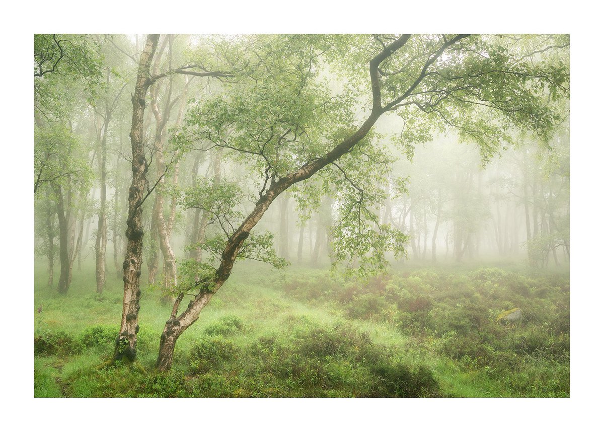 mattoliver73's tweet photo. Lean two. #springgreens #woodland #woodlandphotography #outdoorphotographymagazine https://t.co/qhqWfHir2H