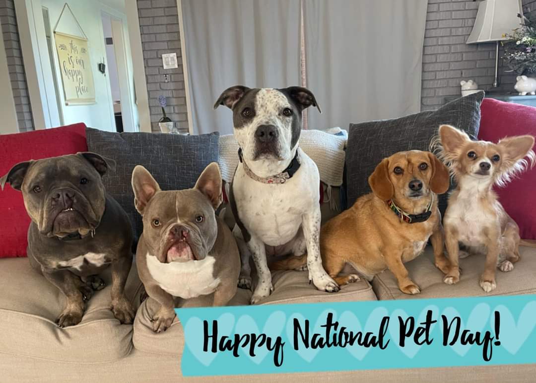 NATIONAL PET DAY!! #nationalpetday #love (contest for randomly selected submitted pet photos digitally sketched by the mom over on facebook!!)