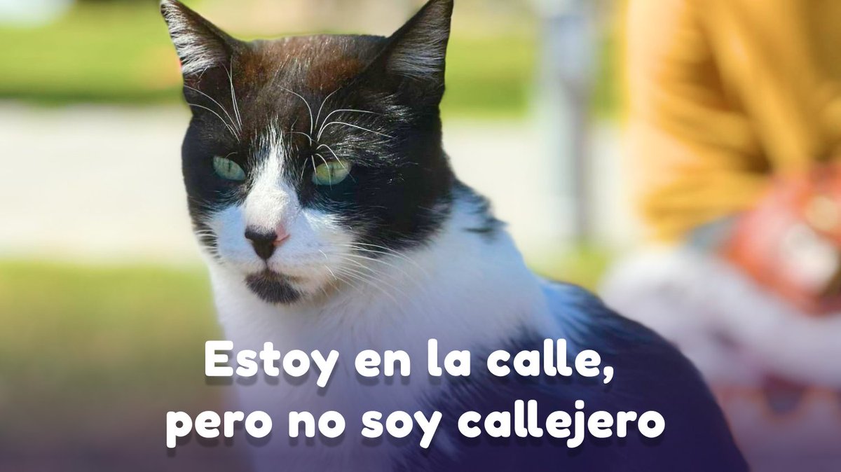 Está en la calle y no es callejero. Se acerca a los humanos y ronronea
Necesitamos alguna protectora de Madrid que se encargue de este gatito, está abandonado o se ha perdido, pero no puede seguir en la calle. Alguna casa de acogida?
Contacto: instagram.com/maryajose_vill…